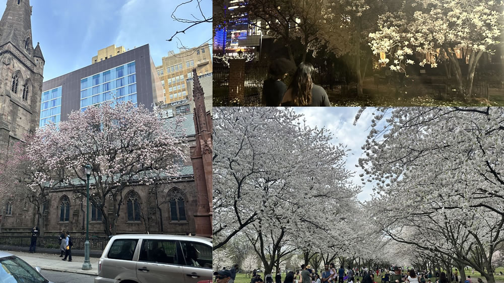 Trees across Philadelphia this Spring